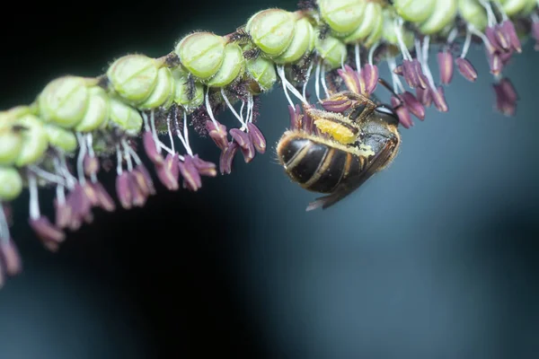 Ασιατική Μέλισσα Στο Λουλούδι Paspalum — Φωτογραφία Αρχείου