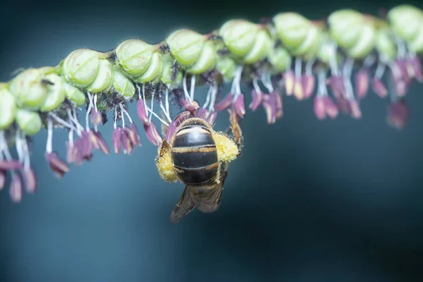 Ασιατική Μέλισσα Στο Λουλούδι Paspalum — Φωτογραφία Αρχείου