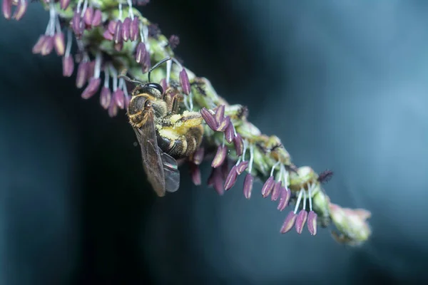 Asijská Včela Květu Paspalum — Stock fotografie