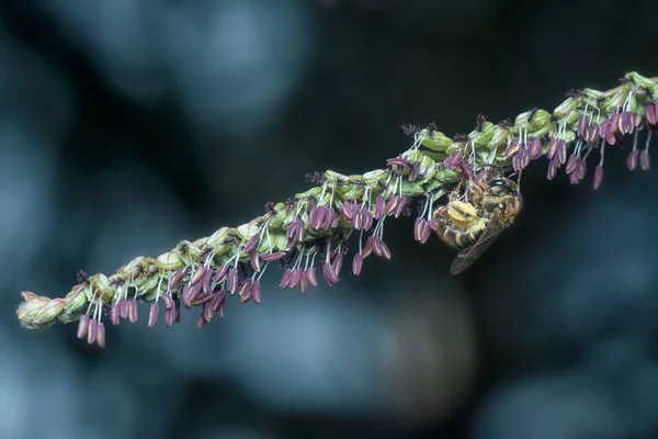 Asiatische Honigbiene Auf Der Paspalumblüte — Stockfoto