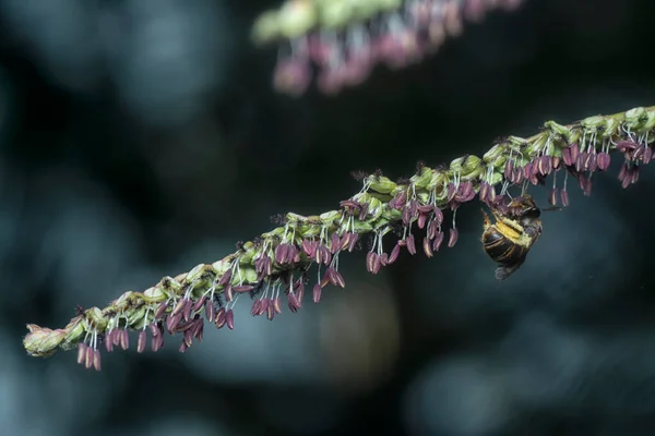 Abeille Asiatique Sur Fleur Paspalum — Photo