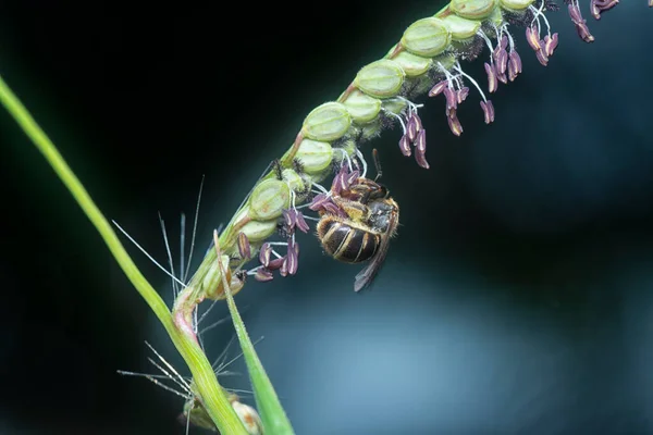 Азіатська Медова Бджола Пастельній Квітці — стокове фото