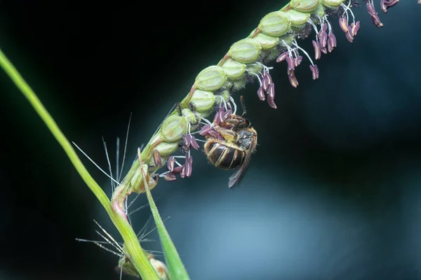 Abeja Asiática Miel Flor Paspalum — Foto de Stock