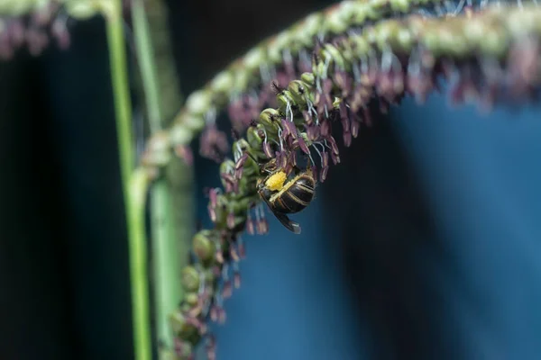 Abelha Asiática Mel Flor Paspalum — Fotografia de Stock