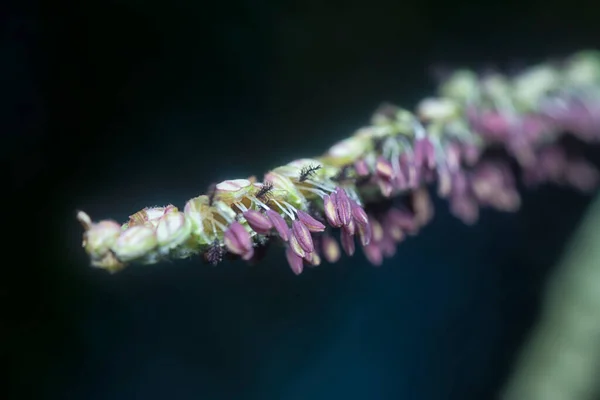 Primo Piano Della Flora Del Paspalum Dilatatum — Foto Stock