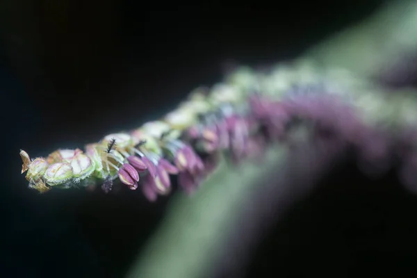 Közelkép Paspalum Dilatatatum Flora — Stock Fotó