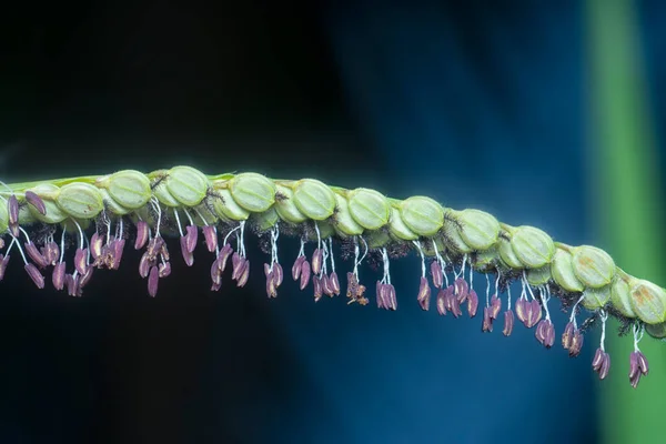 Closeup Shot Paspalum Dilatatum Flora - Stock-foto