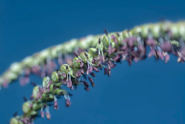 Nahaufnahme Des Paspalum Dilatatum Flora — Stockfoto