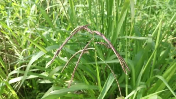 Groen Wild Paspalum Dilatatum Gras Stengel — Stockvideo