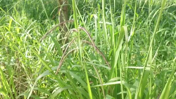 緑の野生のパパラムジラテウム草の茎 — ストック動画
