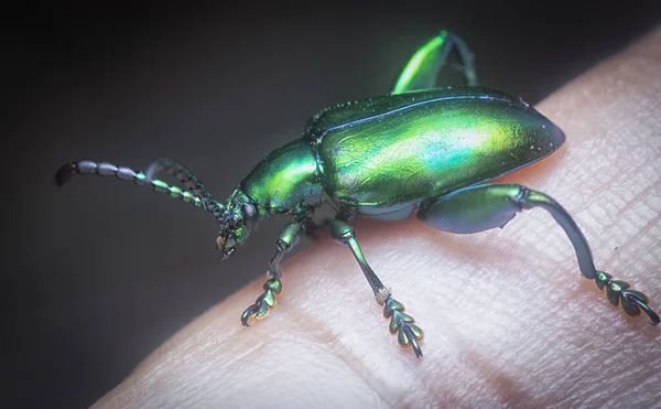 가까이 색깔의 개구리 나뭇잎 딱정벌레 — 스톡 사진