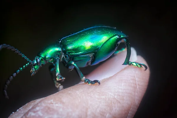 Renkli Kurbağa Bacaklı Yaprak Böceğinin Yakın Çekimi — Stok fotoğraf
