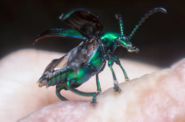 Close Shot Van Gekleurde Kikkerpootkever — Stockfoto