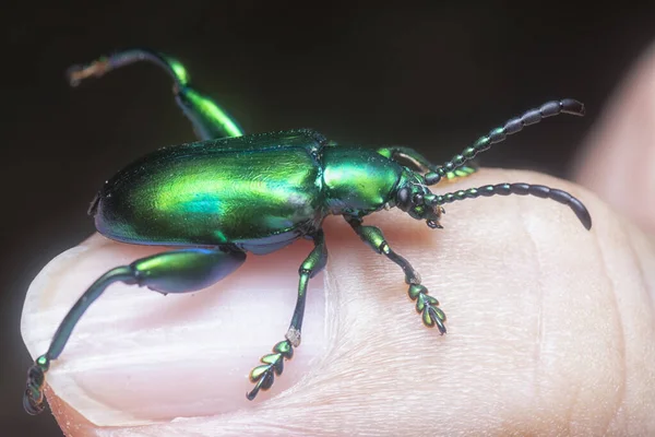 가까이 색깔의 개구리 나뭇잎 딱정벌레 — 스톡 사진