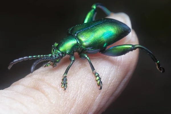 Renkli Kurbağa Bacaklı Yaprak Böceğinin Yakın Çekimi — Stok fotoğraf