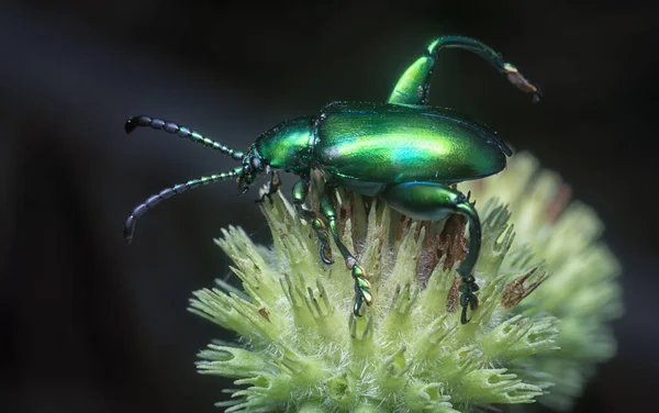 ヒッティス キャピタータ バッドのカエルの足の葉の甲虫は — ストック写真