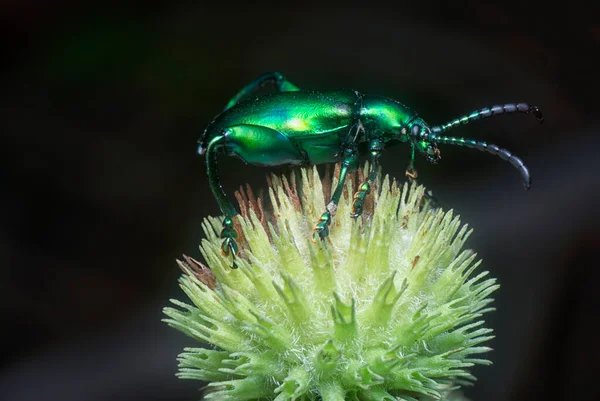 Besouro Folha Pernas Sapo Botão Hyptis Capitata — Fotografia de Stock