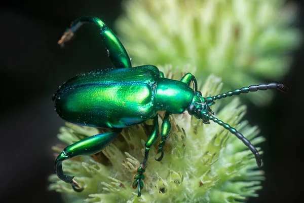 Grodlår Skalbagge Hyptis Capitata Knopp — Stockfoto