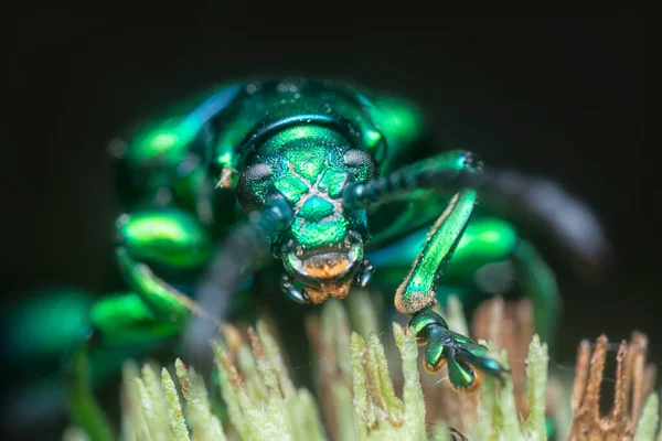 Der Froschbeinige Blattkäfer Der Knospe Der Hyptis Capitata — Stockfoto