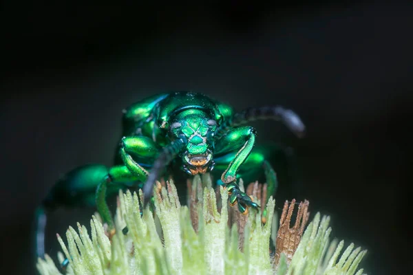 Escarabajo Hojas Con Patas Rana Capullo Hyptis Capitata — Foto de Stock