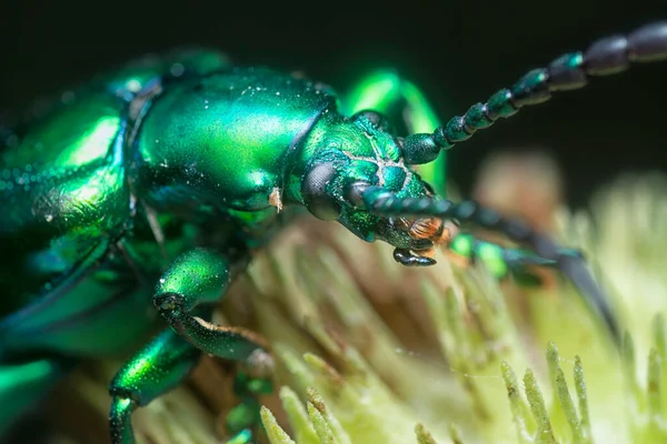 Der Froschbeinige Blattkäfer Der Knospe Der Hyptis Capitata — Stockfoto