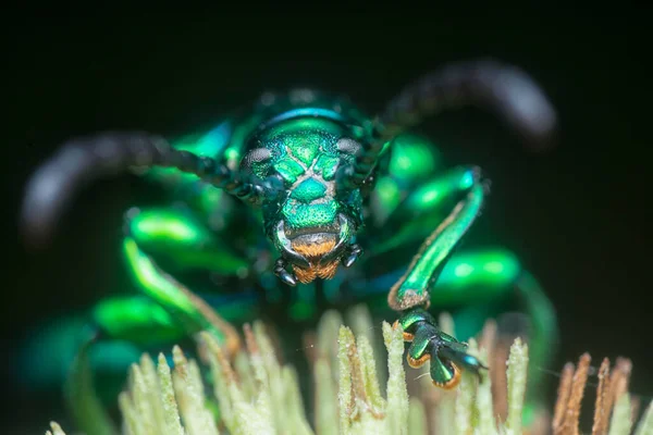 Escarabajo Hojas Con Patas Rana Capullo Hyptis Capitata — Foto de Stock