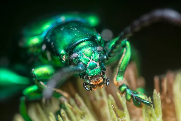 Escarabajo Hojas Con Patas Rana Capullo Hyptis Capitata — Foto de Stock