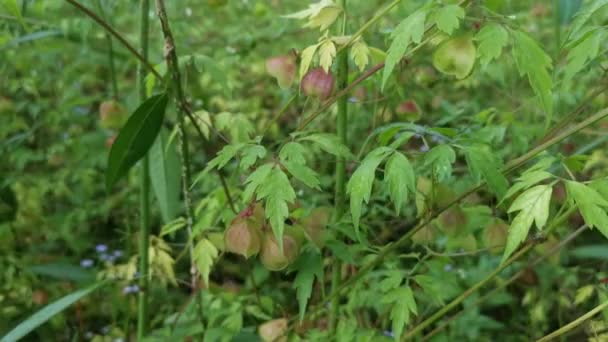 Cardiospermum Halicacabum Φυτό Που Αναπτύσσεται Άγρια — Αρχείο Βίντεο