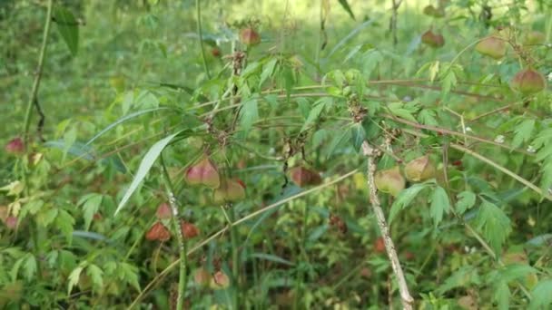 Cardiosperma Halicacabum Plant Groeit Wild — Stockvideo