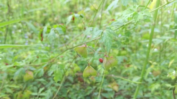 Kardiospermum Halicacabum Roślin Rosnących Dziko — Wideo stockowe