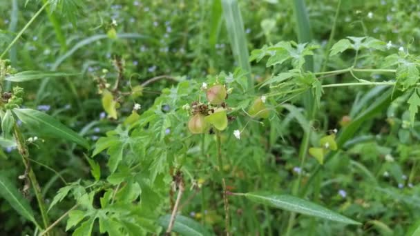 Kardiospermum Halicacabum Bitkisi Çılgınca Büyüyor — Stok video