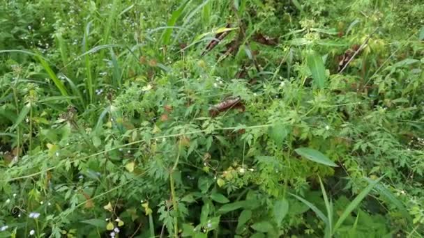 Cardiospermum Halicacabum Pflanze Wächst Wild — Stockvideo