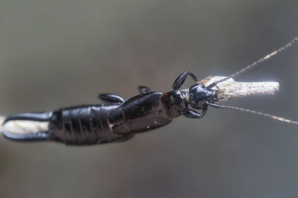 집게벌레와 위에서 집게벌레 데르마 — 스톡 사진