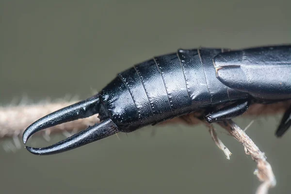 Closeup Earwig Dermaptera Resting Stem — Stock Photo, Image