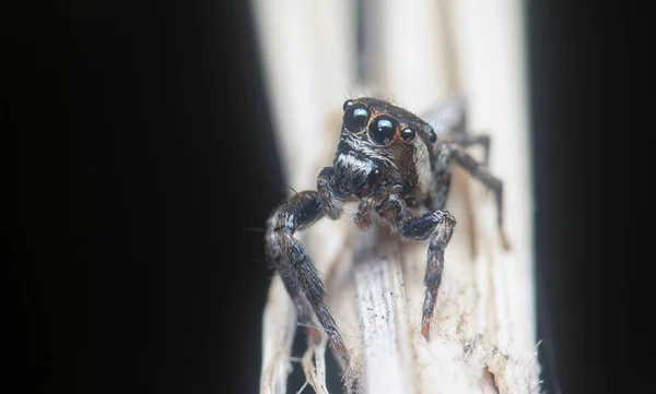 Primer Plano Araña Carrhotus Sannio — Foto de Stock