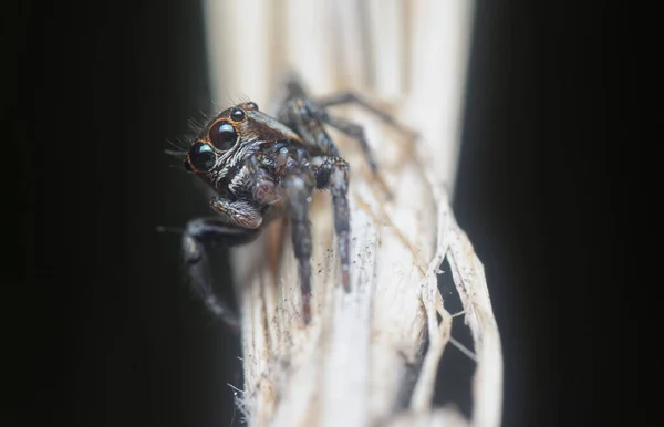 Primer Plano Araña Carrhotus Sannio — Foto de Stock