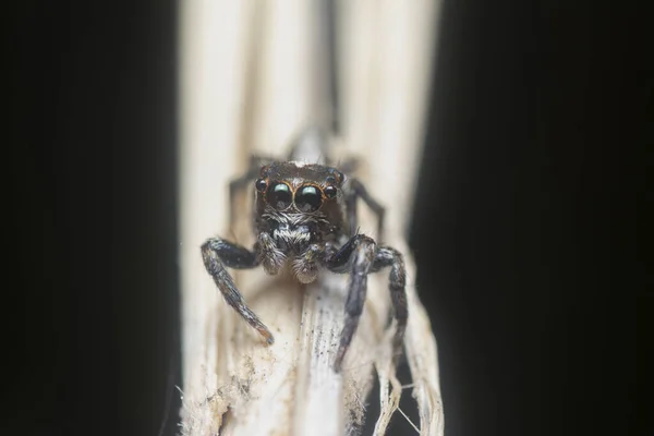 Κοντινή Φωτογραφία Του Carrhotus Sannio Αράχνη — Φωτογραφία Αρχείου