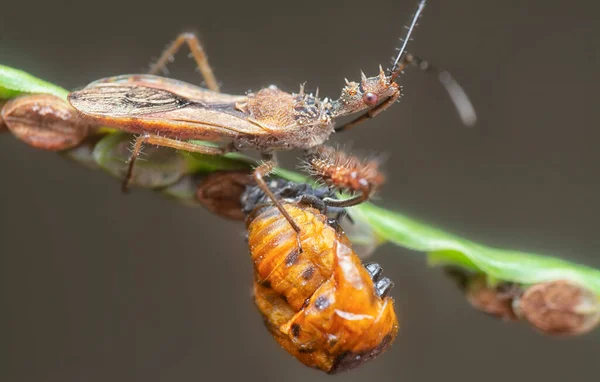 Közel Lövés Sinea Assassin Bug — Stock Fotó