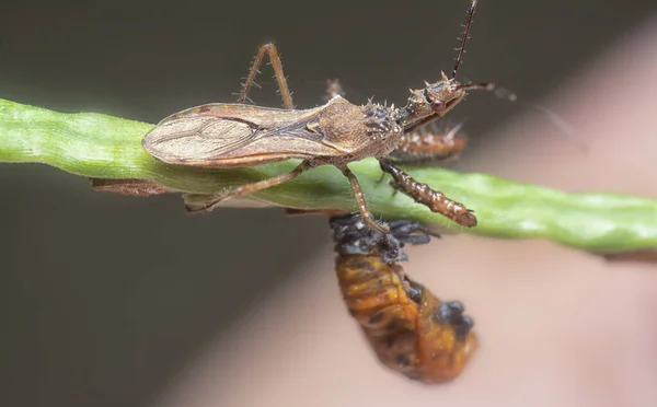 Tiro Perto Sinea Assassino Bug — Fotografia de Stock