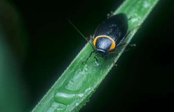 Κοντινή Λήψη Της Κατσαρίδας Στον Κήπο — Φωτογραφία Αρχείου