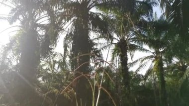 Yeşil yabani paspalyum dilatatum otu sapı.