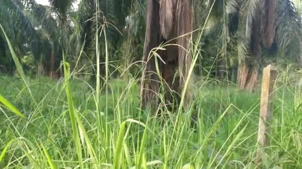 Green Wild Paspalum Dilatatum Grass Stalk — Stock Video