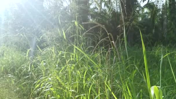 Green Wild Paspalum Dilatatum Grass Stalk — Stock Video