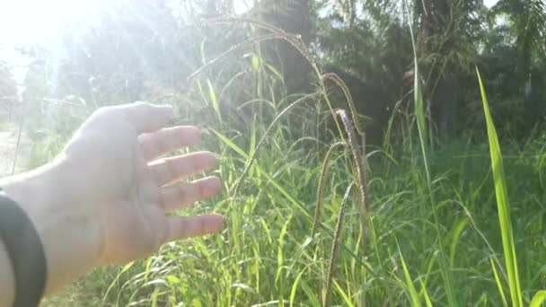 Vert Paspalum Dilatatum Sauvage Tige Herbe — Video