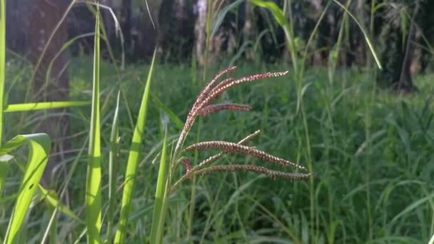 緑の野生のパパラムジラテウム草の茎 — ストック動画