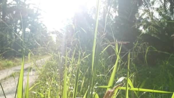 Πράσινο Άγριο Στέλεχος Χόρτου Paspalum Dilatatatum — Αρχείο Βίντεο