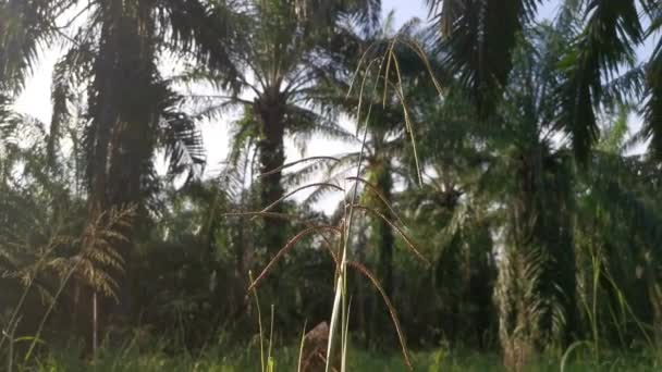 Tallo Hierba Paspalum Dilatatum Salvaje Verde — Vídeo de stock