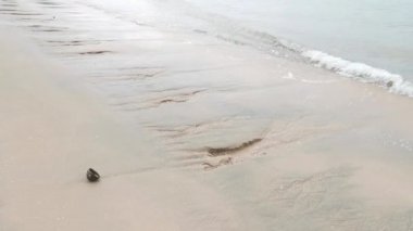 daytime scene of the sea wave moving onto the sandy beach