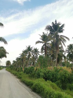 sky with coconut tree at the foreground.