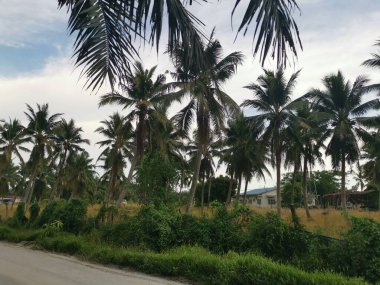 sky with coconut tree at the foreground.